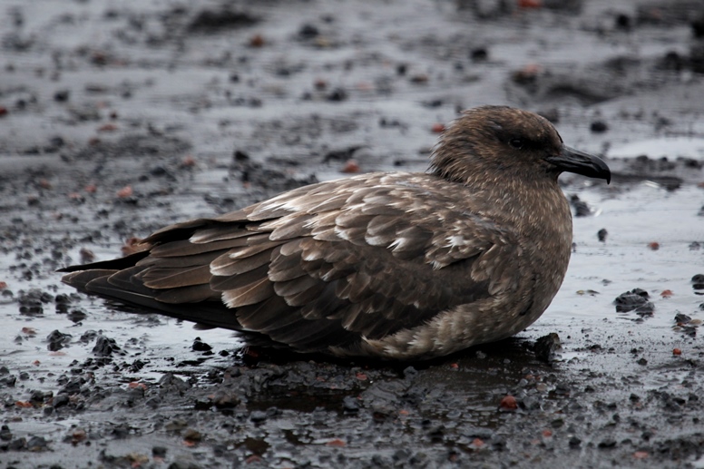 skua